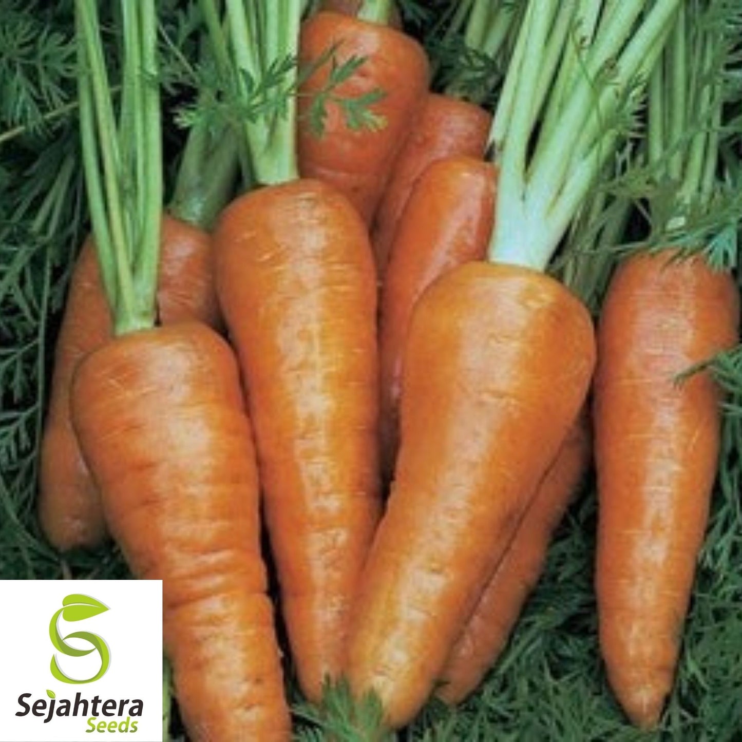Danvers Carrot Seeds 1000+ | Vegetable Garden Heirloom NON-GMO USA