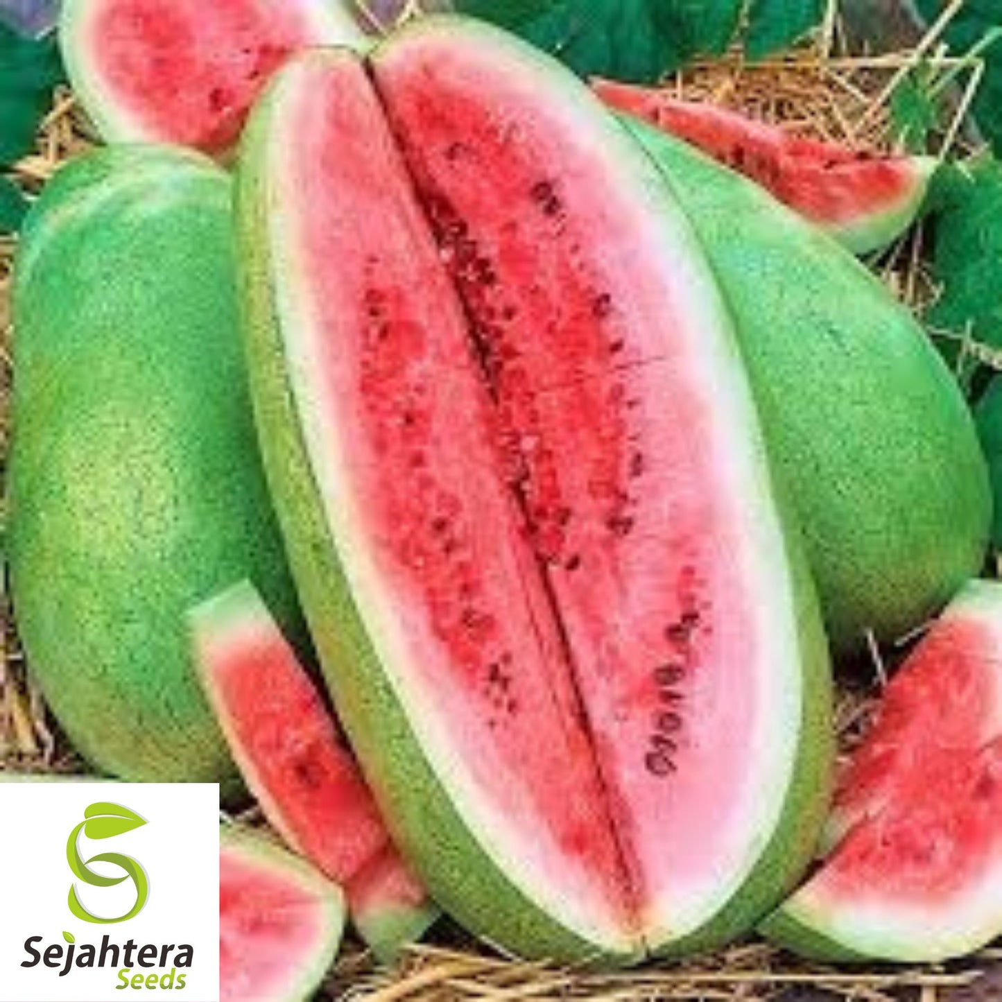 Charleston Grey Watermelon Seeds - 100+ Heirloom, Organic, Non-GMO & Giant