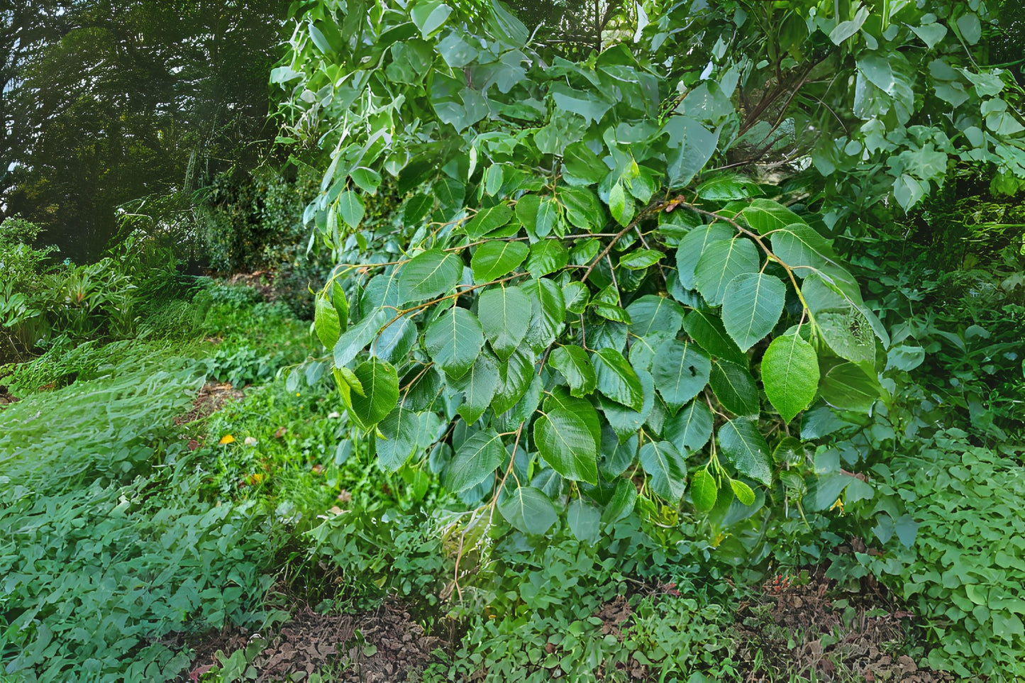 Shinybark Birch (Betula luminifera)