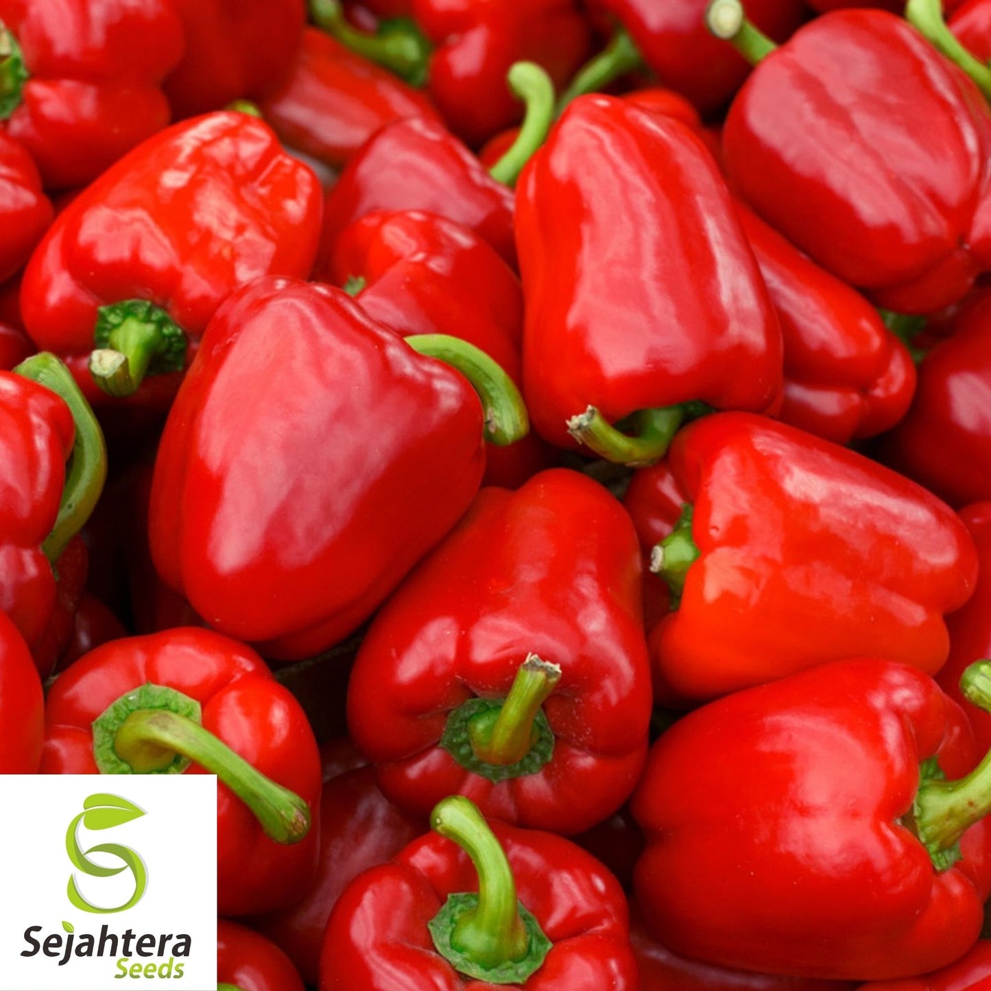 Big Red Sweet Pepper Seeds 25+ | Heirloom Capsicum annuum Vegetable USA