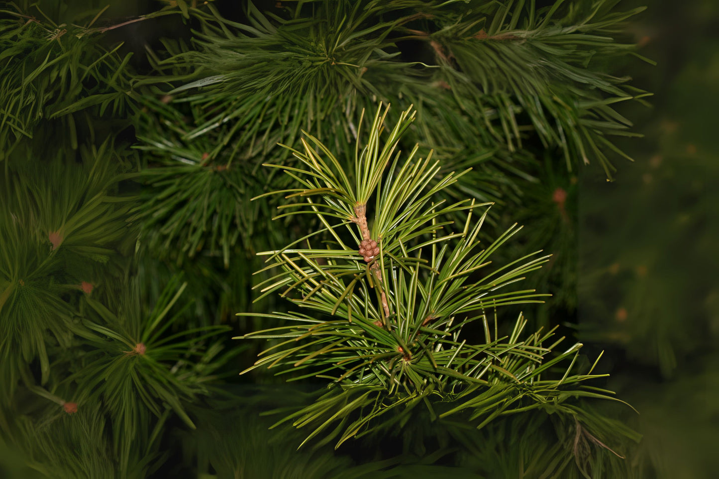 Japanese Umbrella Pine Koyamaki Pine (Sciadopitys verticillata)
