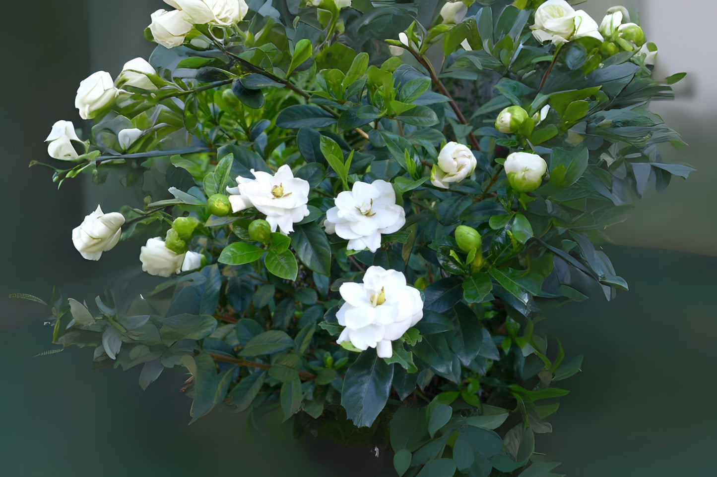 Cape Jasmine Gardenia (Gardenia jasminoides)