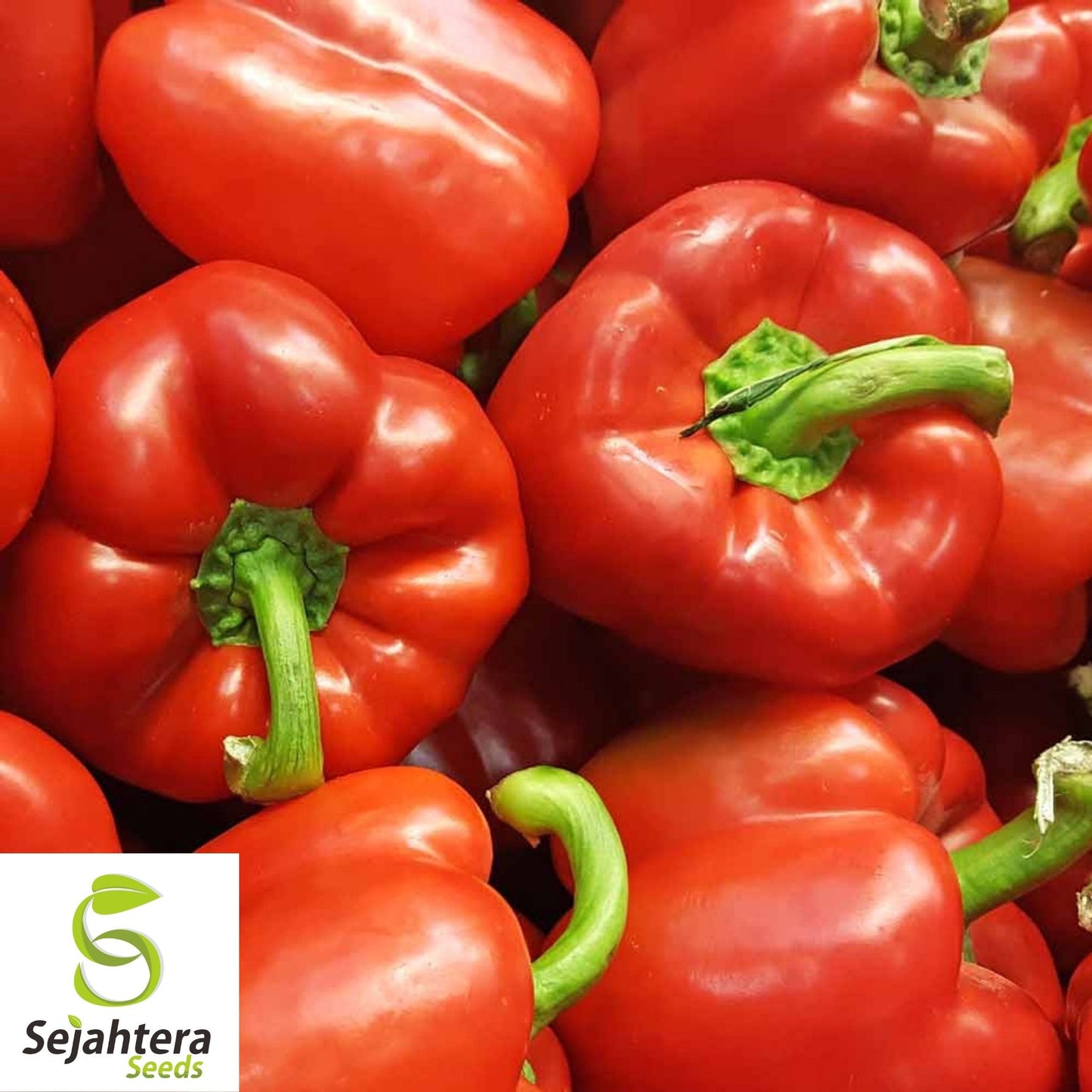 Big Red Sweet Pepper Seeds 25+ | Heirloom Capsicum annuum Vegetable USA