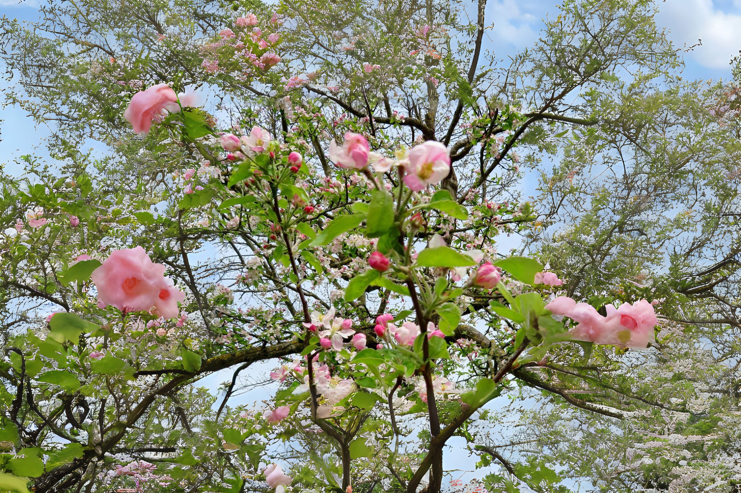 Common Apple Paradise Apple (Malus pumila)
