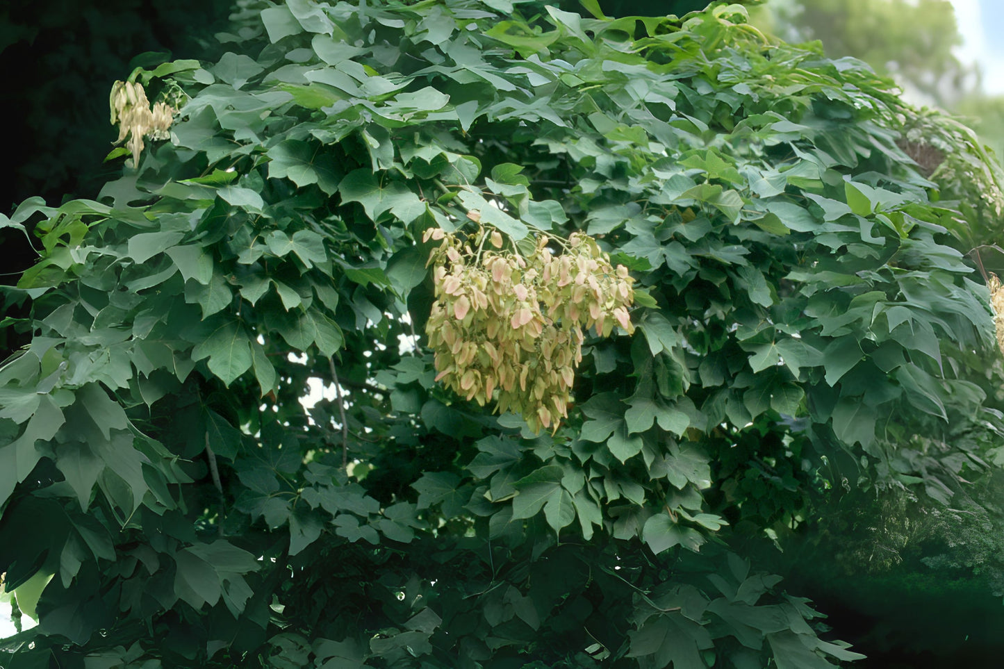 Chinese Parasol Chinese Parasoltree Wutong (Firmiana simplex)