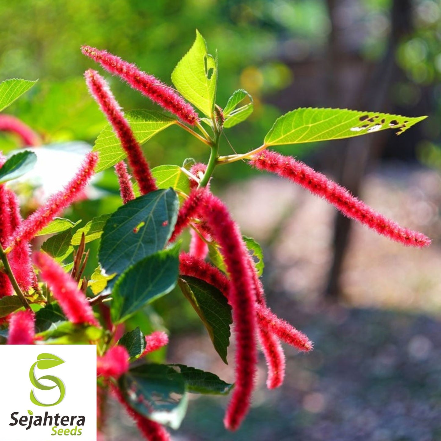 Love Lies Bleeding Seeds - 400+ Heirloom Amaranthus - Drought-Tolerant & Unique