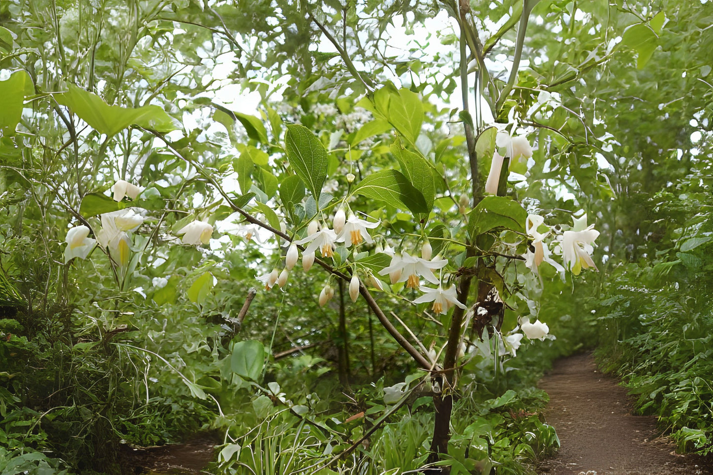 American Snowbell Mock Orange (Styrax americanus)