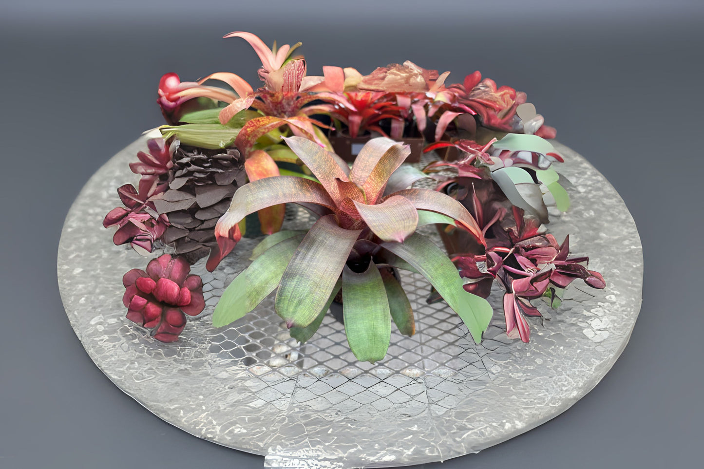 Vriesea Plant 8" Pot, Hawaiian Hybrid Vriesea ‘Sherlette Shiigi’, Stunning Bromeliad with Unique Leaf Markings
