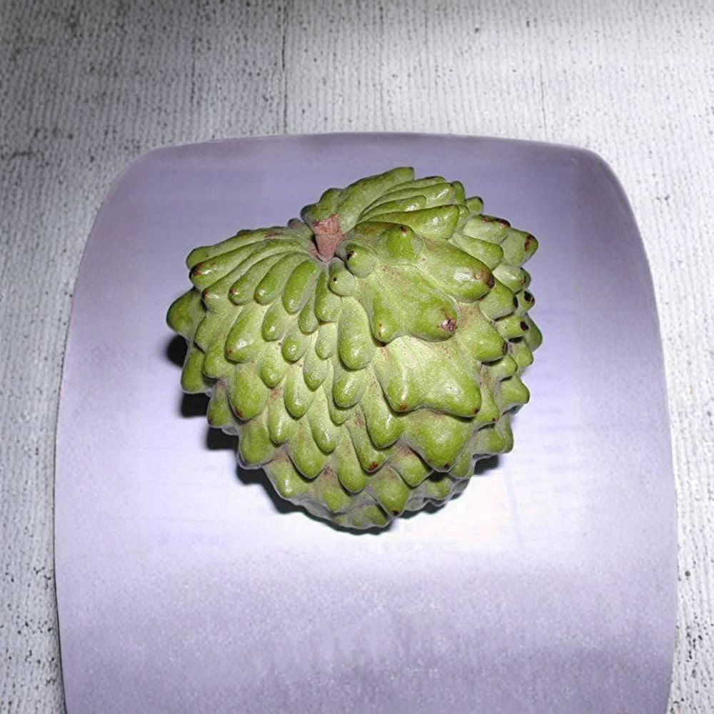 Geffner Atemoya Fruit Tree – Annona atemoya ‘Geffner’ Grafted Live Tree | 3 Feet Tall | Shipped in 3 Gallon Pot Sweet Custard Fruit | Self-Pollinating Variety | Tropical Backyard Favorite