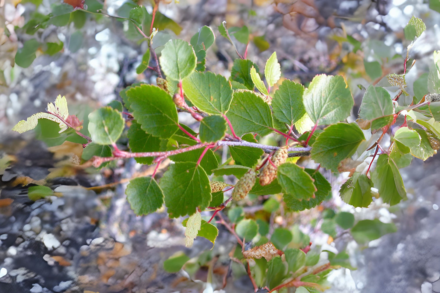 Red Birch Water Western Red Birch (Betula occidentalis)
