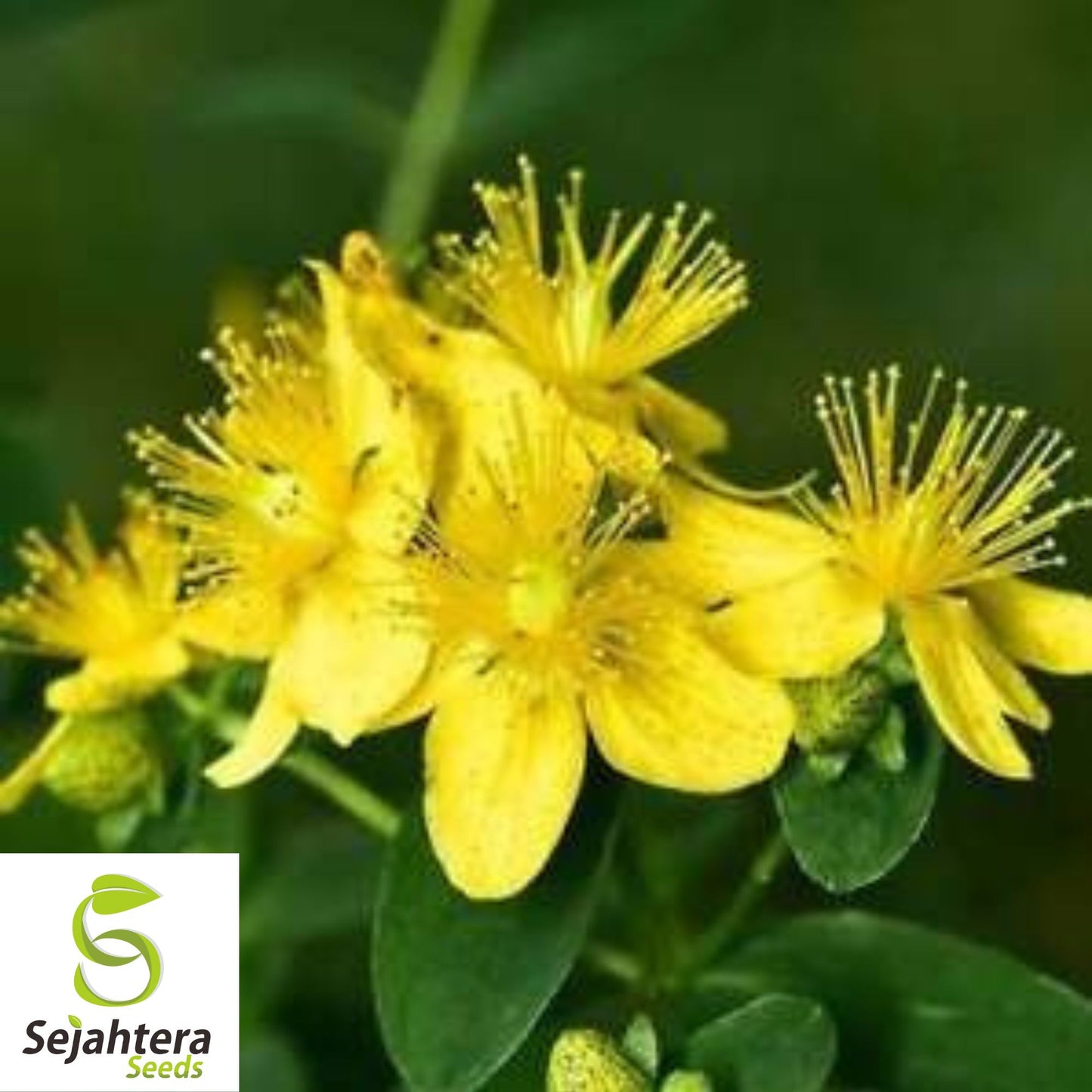 200+ Great St. John's Wort Seeds | Medicinal Herb, Flower