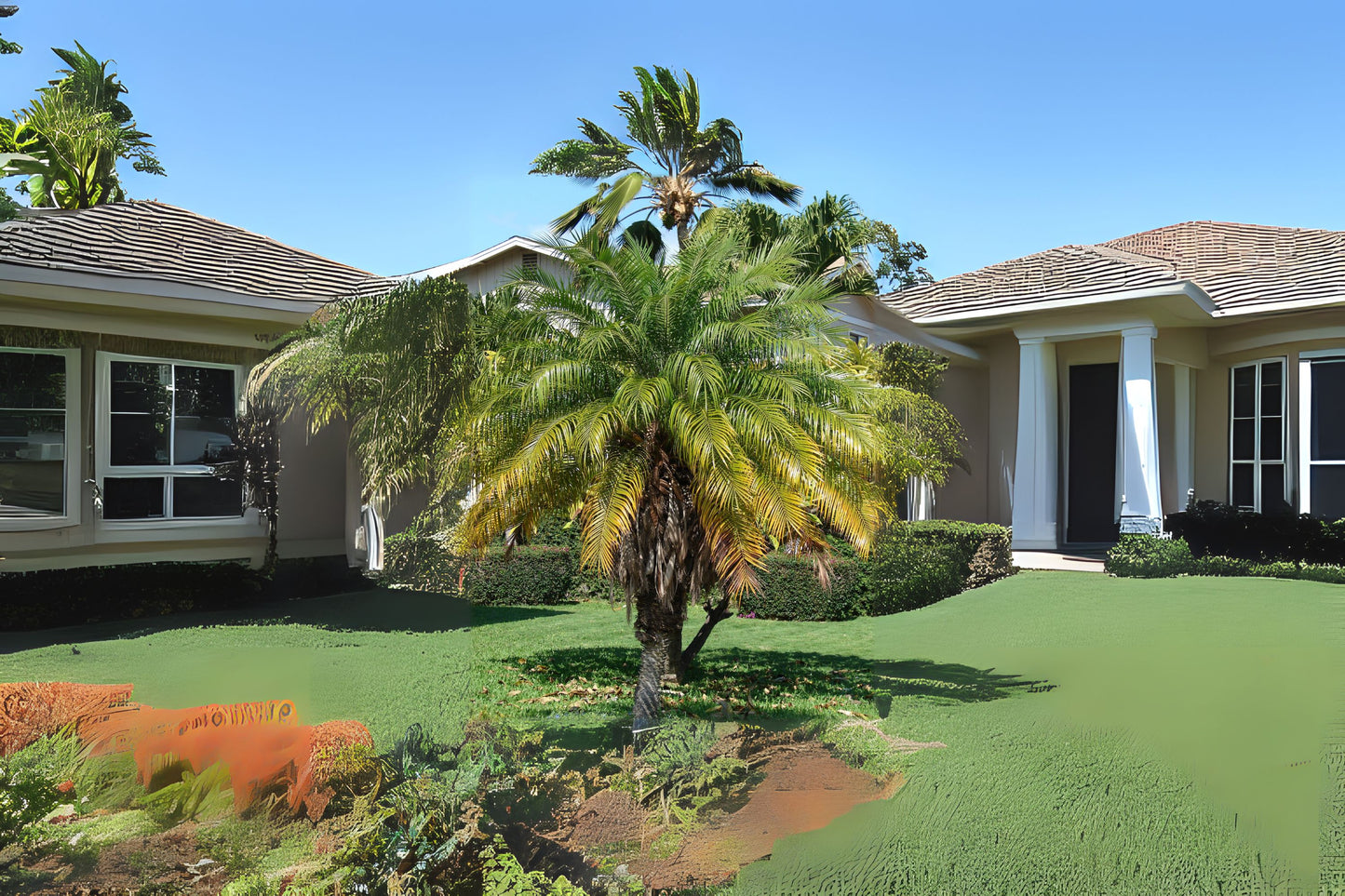 Roebellini Palm Houseplant 18-25 in | Pygmy Date Palm | Phoenix roebelenii | Indoor/Outdoor Tropical Plant
