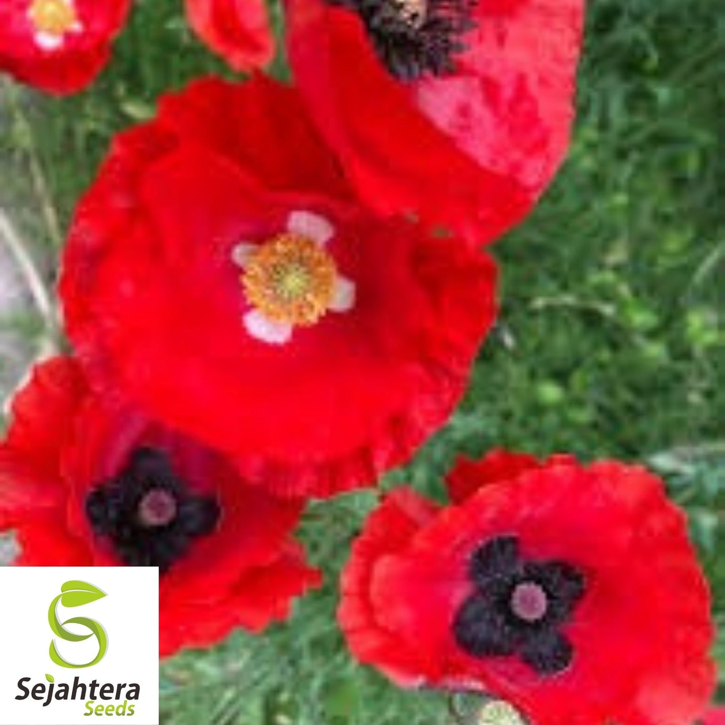 Corn Red Poppy Seeds 1000+ | Vibrant Annual Flower for Gardens USA