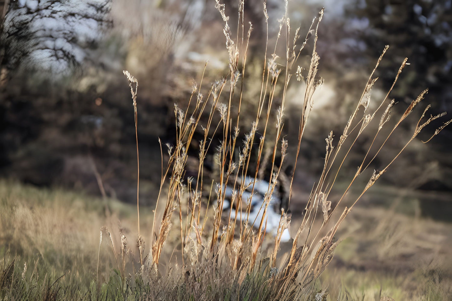 Beard Little Bluestem Broomsedge (Schizachyrium scoparium)