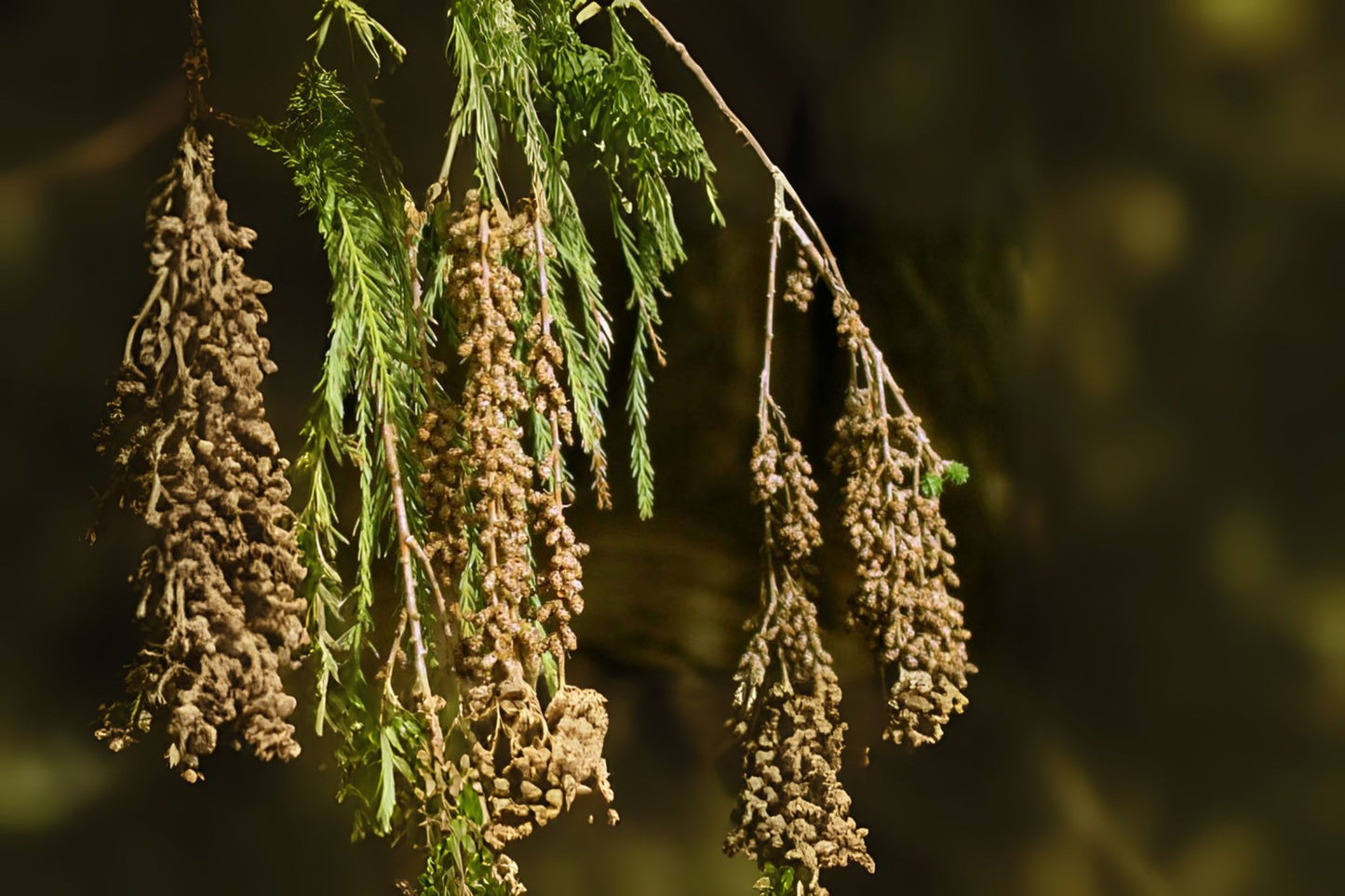 Ahuehuete Montezuma Baldcypress Cypress (Taxodium mucronatum)