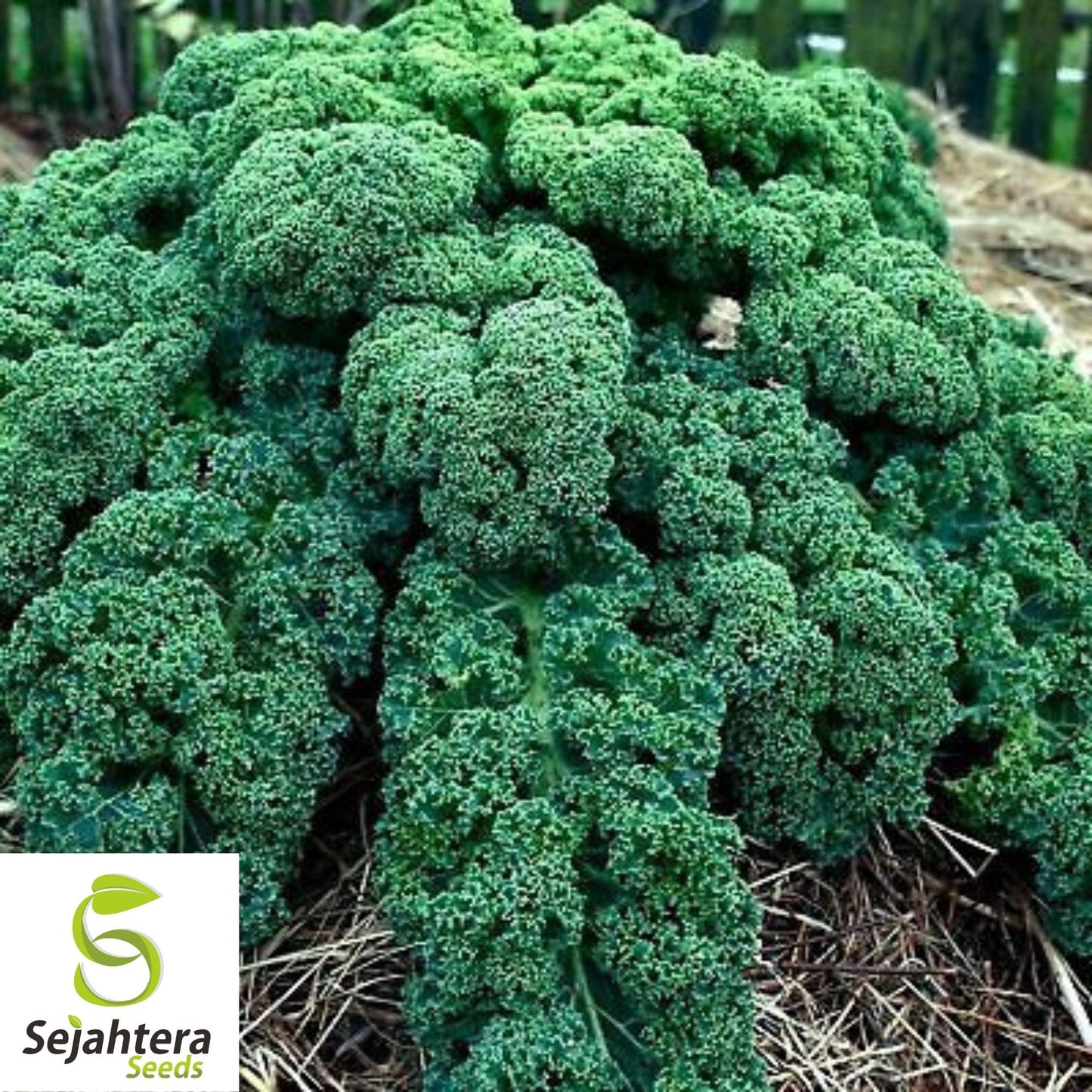 Kale Dwarf Blue Curled Seeds 500+ | Vegetable Garden NON-GMO USA