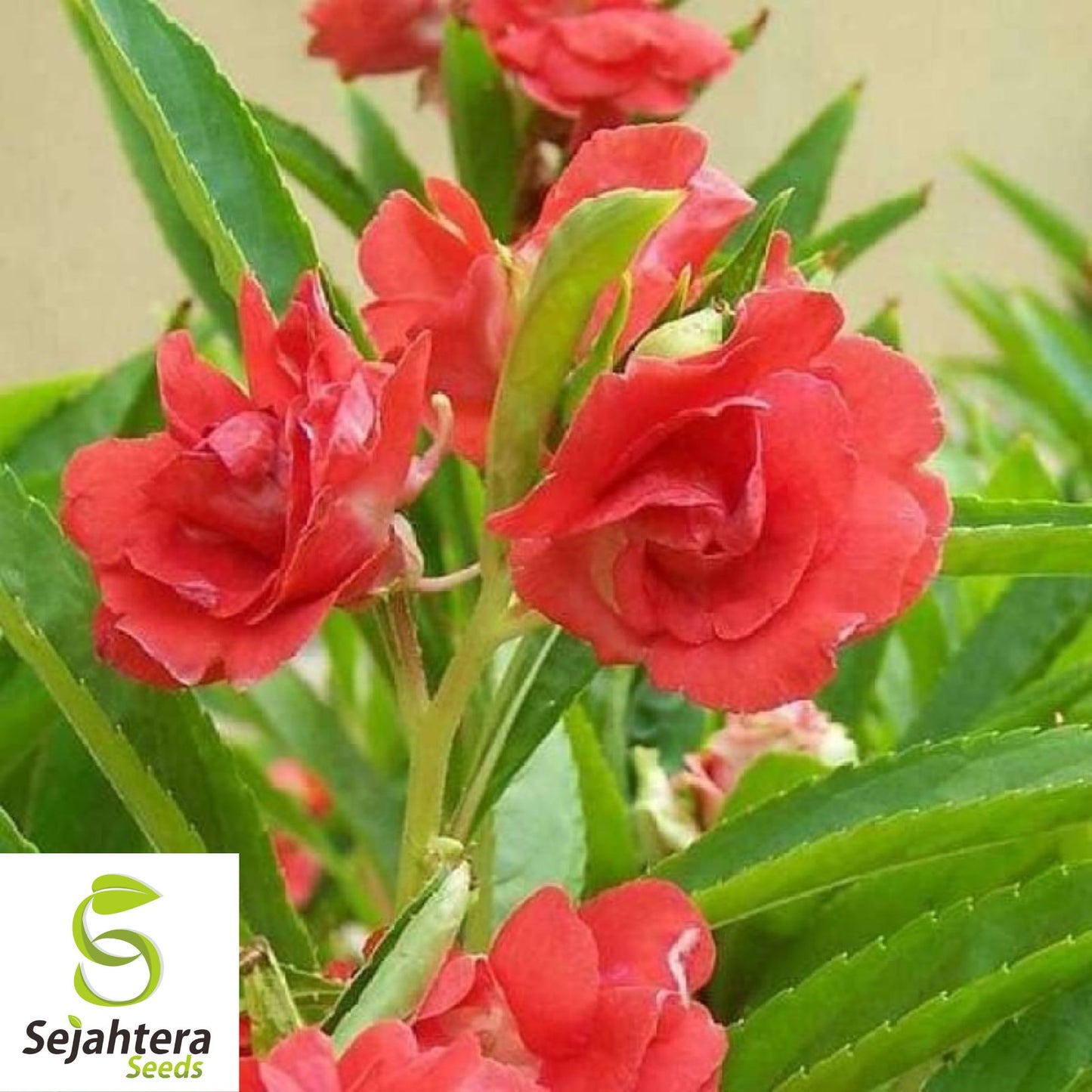 Balsam Camellia Seeds 100+ | Impatiens balsamina Annual Flower USA