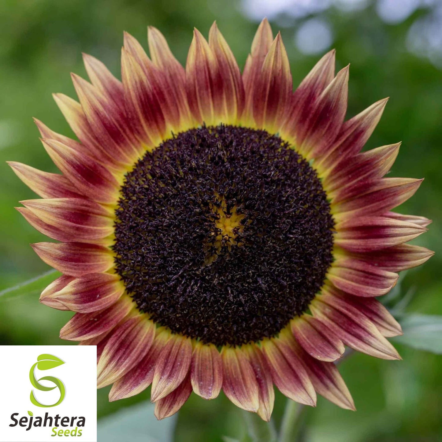 Indian Blanket Sunflower Seeds - 50+ Native Wildflower - Cut Flowers & Pollinators