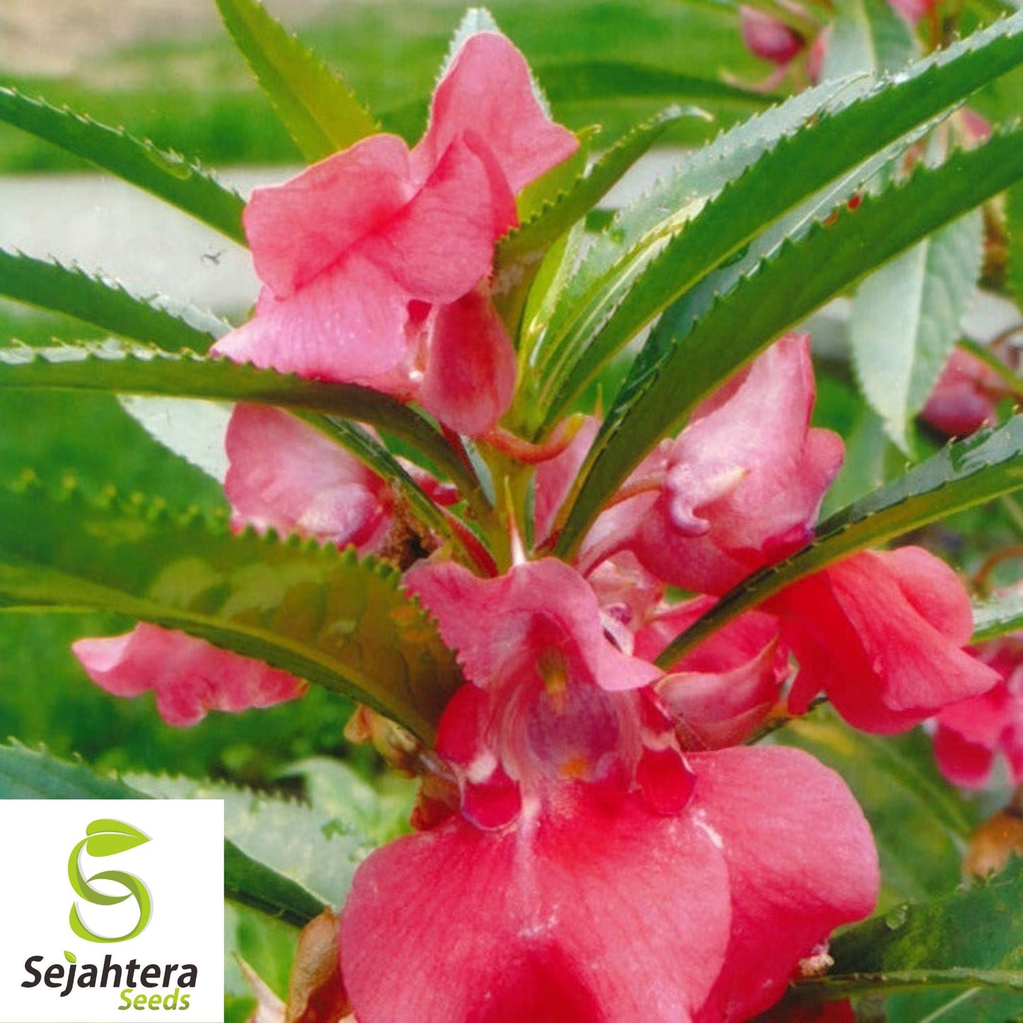 Balsam Camellia Seeds 100+ | Impatiens balsamina Annual Flower USA