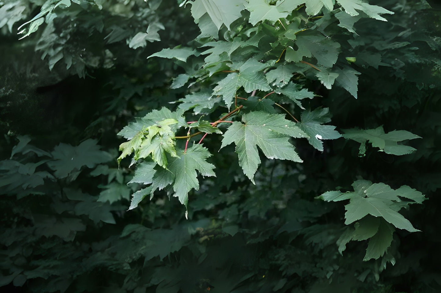Red-bud Maple (ACER trautvetteri)