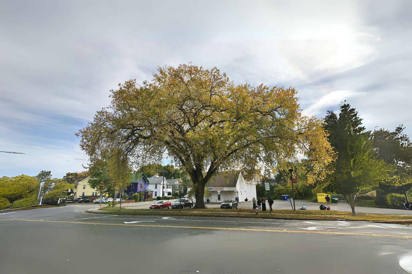 American Elm (Ulmus americana var. 'Princeton')