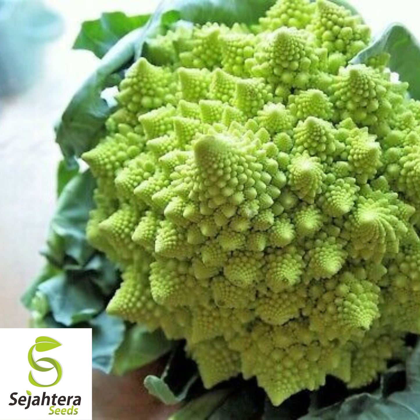 500+ Broccoli Seeds - Non-GMO, Heirloom & Nutritious Vegetable Variety