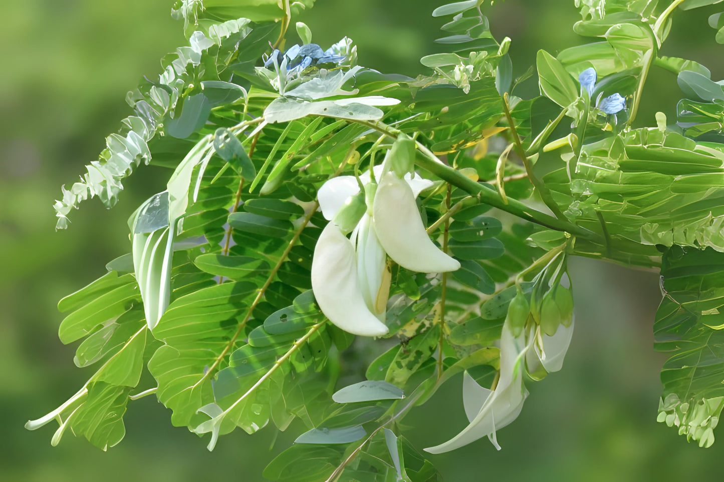 Agati Vegetable Hummingbird (Sesbania grandiflora)