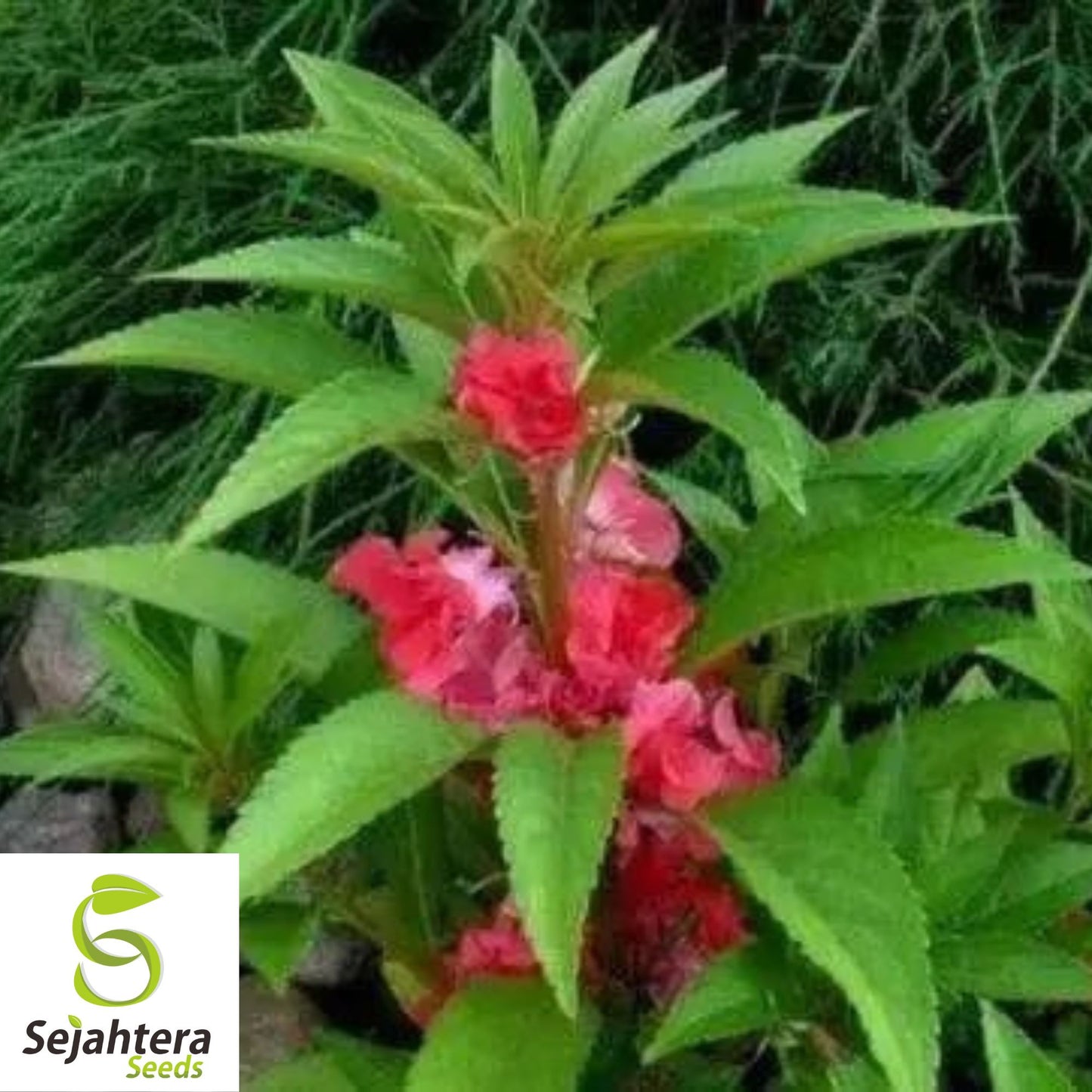 Balsam Camellia Seeds 100+ | Impatiens balsamina Annual Flower USA