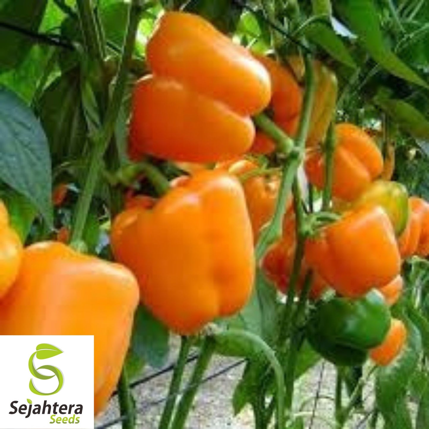 Orange Sun Sweet Bell Pepper Seeds - 30+ Heirloom, Non-GMO, Fresh & Sweet