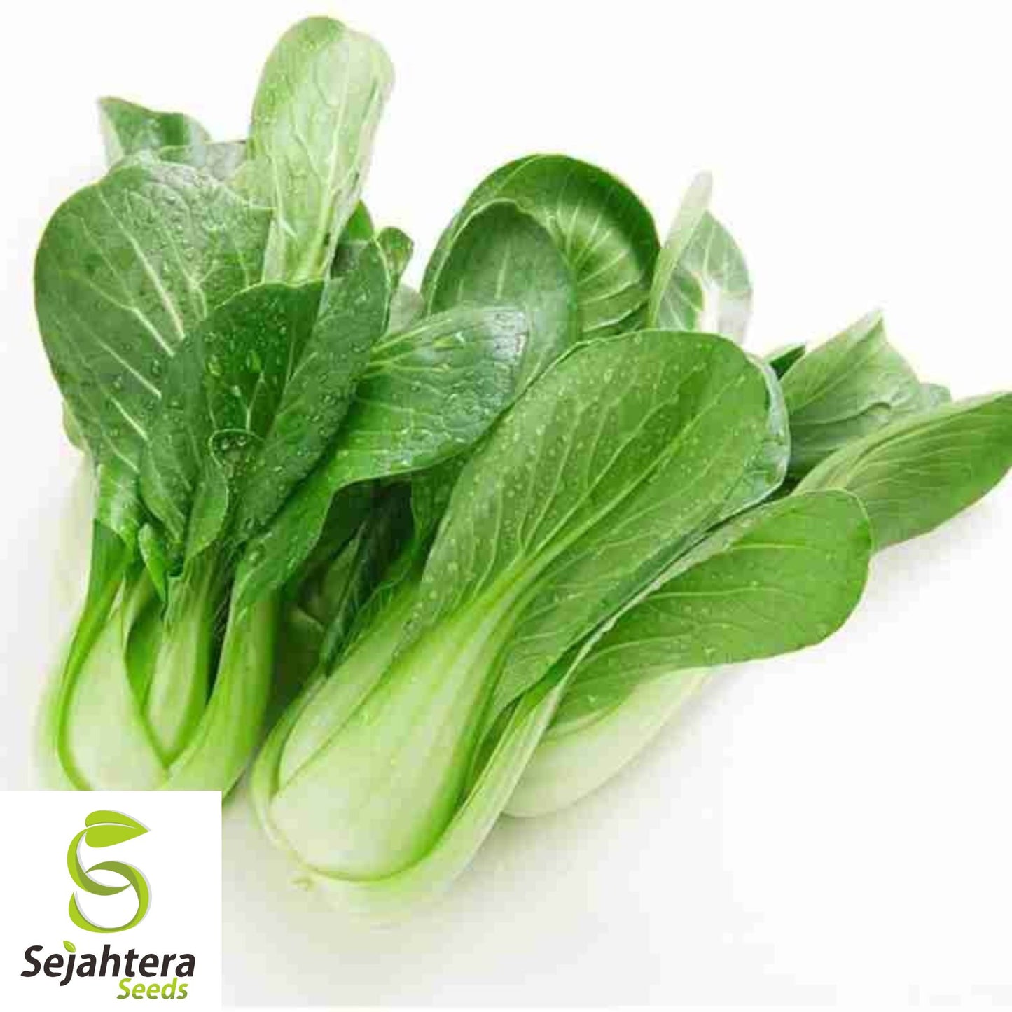 500 Canton Pak Choi Cabbage Seeds - Non-GMO, Tender & Flavorful