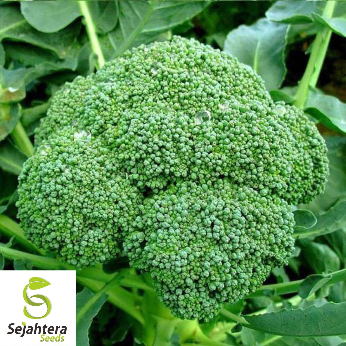 500+ Broccoli Seeds - Non-GMO, Heirloom & Nutritious Vegetable Variety