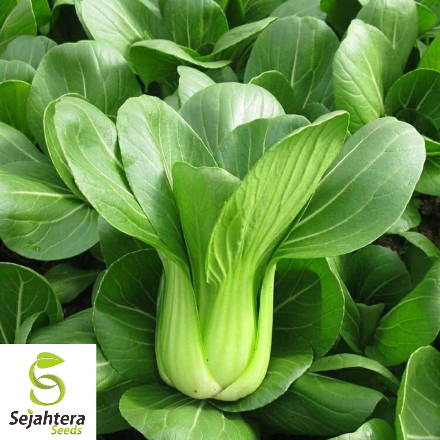500 Canton Pak Choi Cabbage Seeds - Non-GMO, Tender & Flavorful