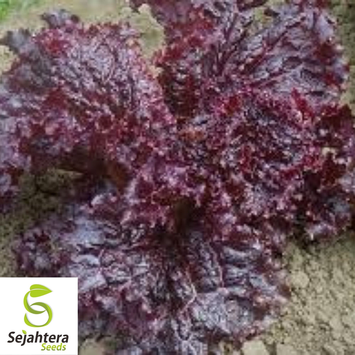 Ruby Red Lettuce Seeds 600+ | Heirloom NON-GMO Vegetable Garden USA
