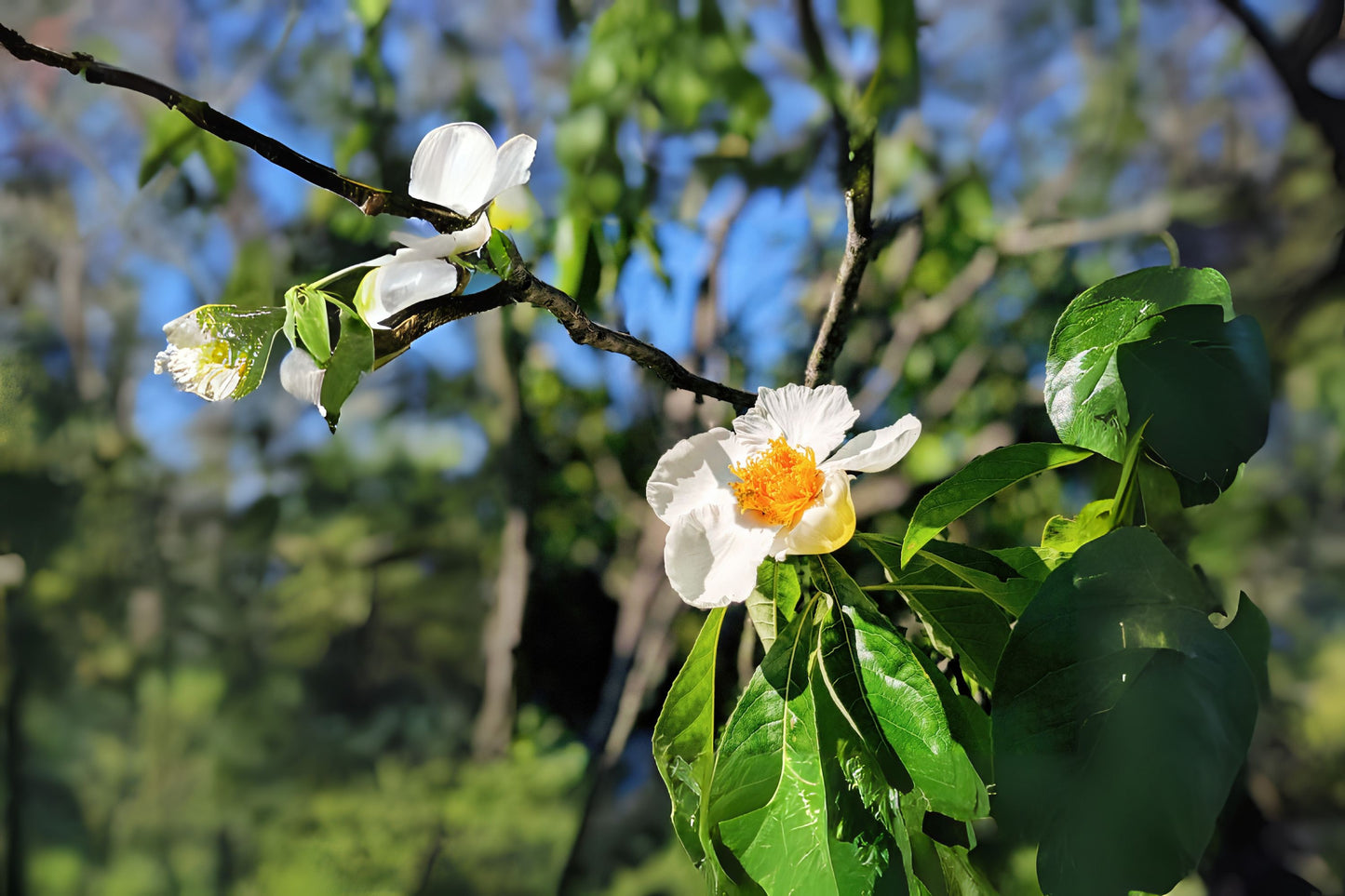 Franklin Franklinia (Franklinia alatamaha)