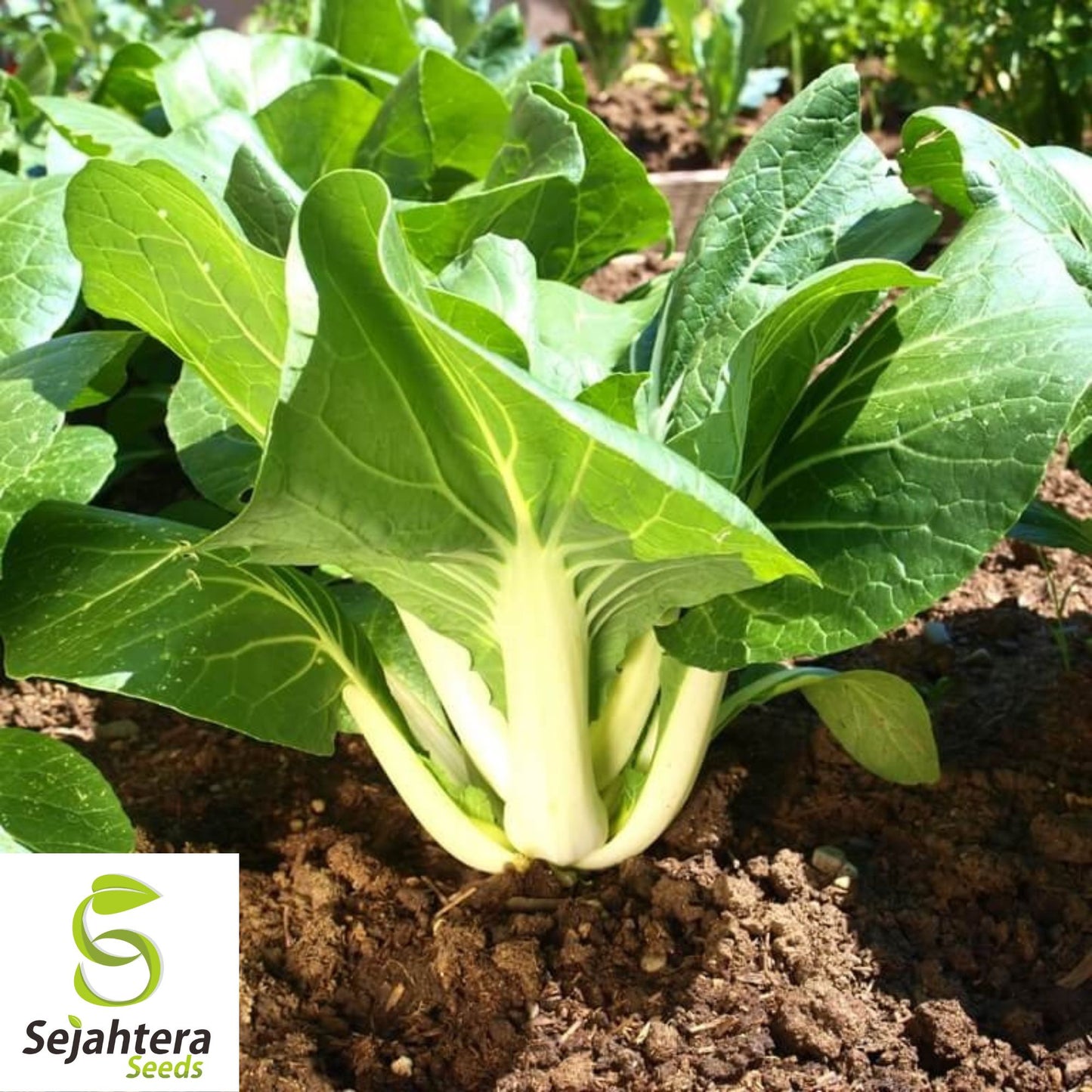500 Canton Pak Choi Cabbage Seeds - Non-GMO, Tender & Flavorful