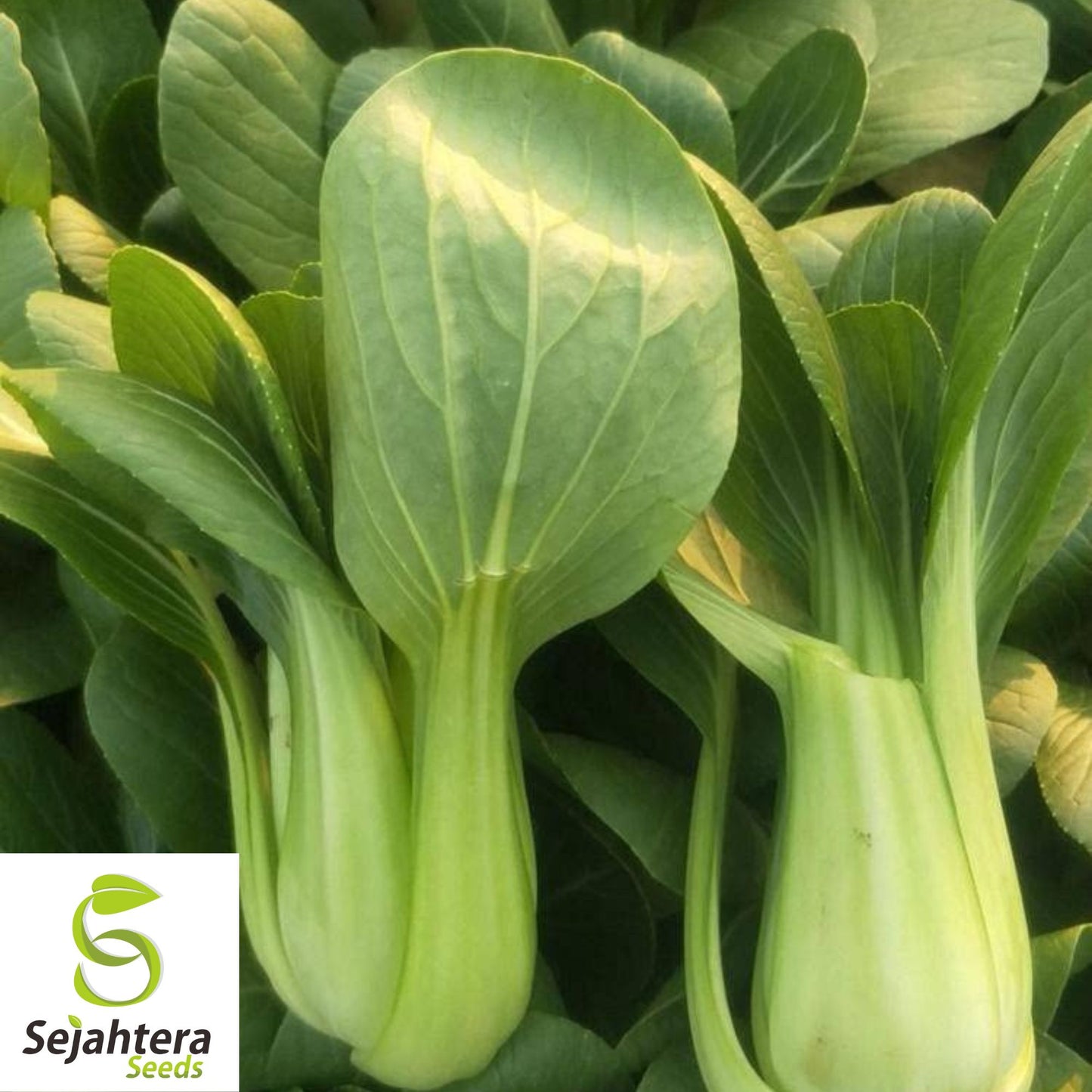 500 Canton Pak Choi Cabbage Seeds - Non-GMO, Tender & Flavorful