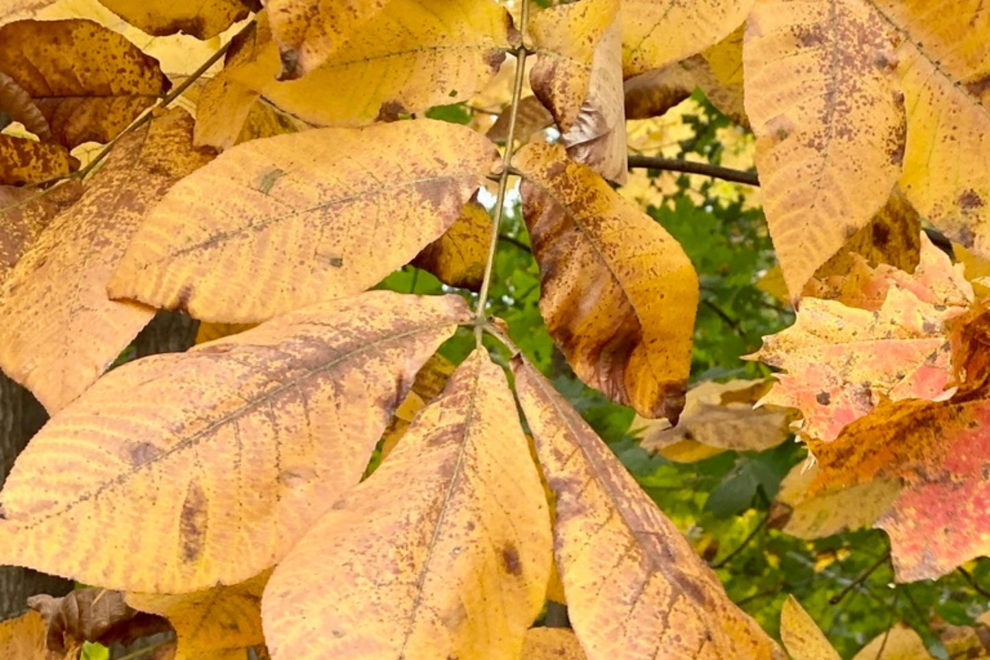 Shagbark Hickory (Carya ovata Northern)