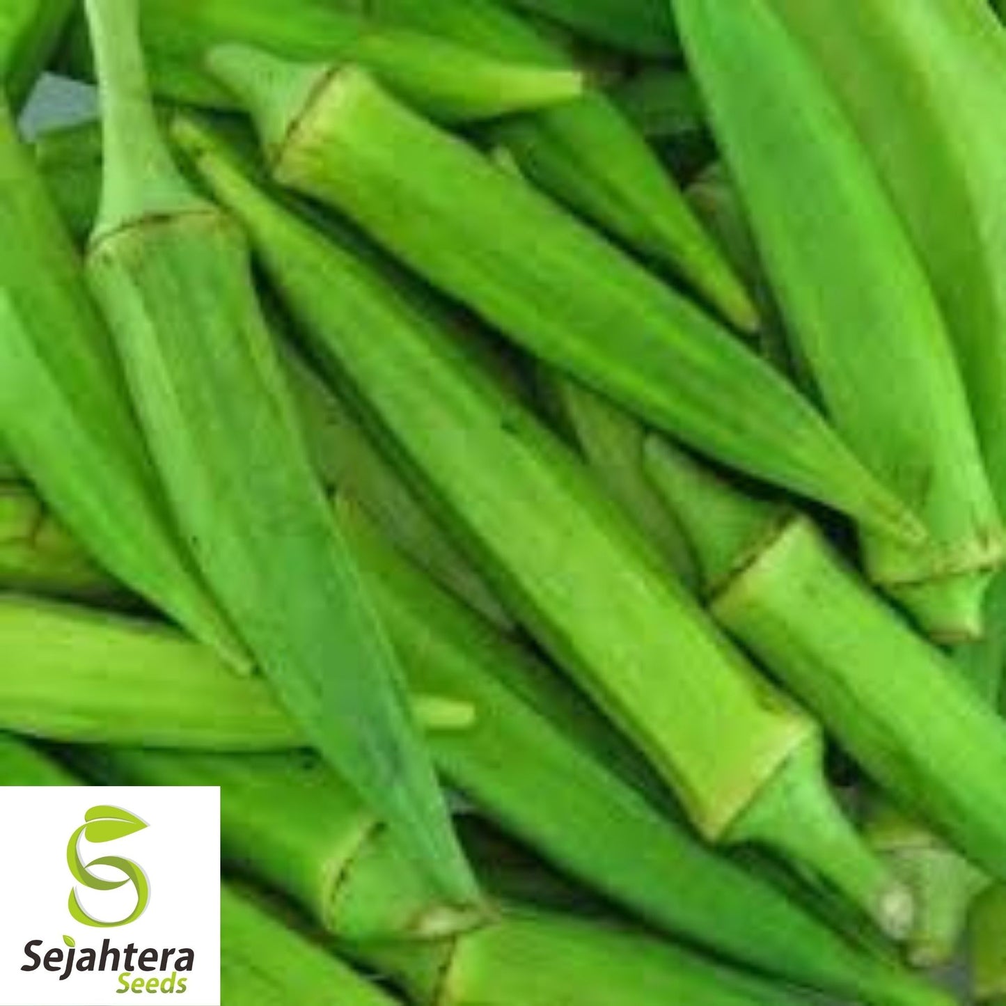 Okra Clemson Spineless Seeds 50 Ct | Vegetable Garden NON-GMO USA