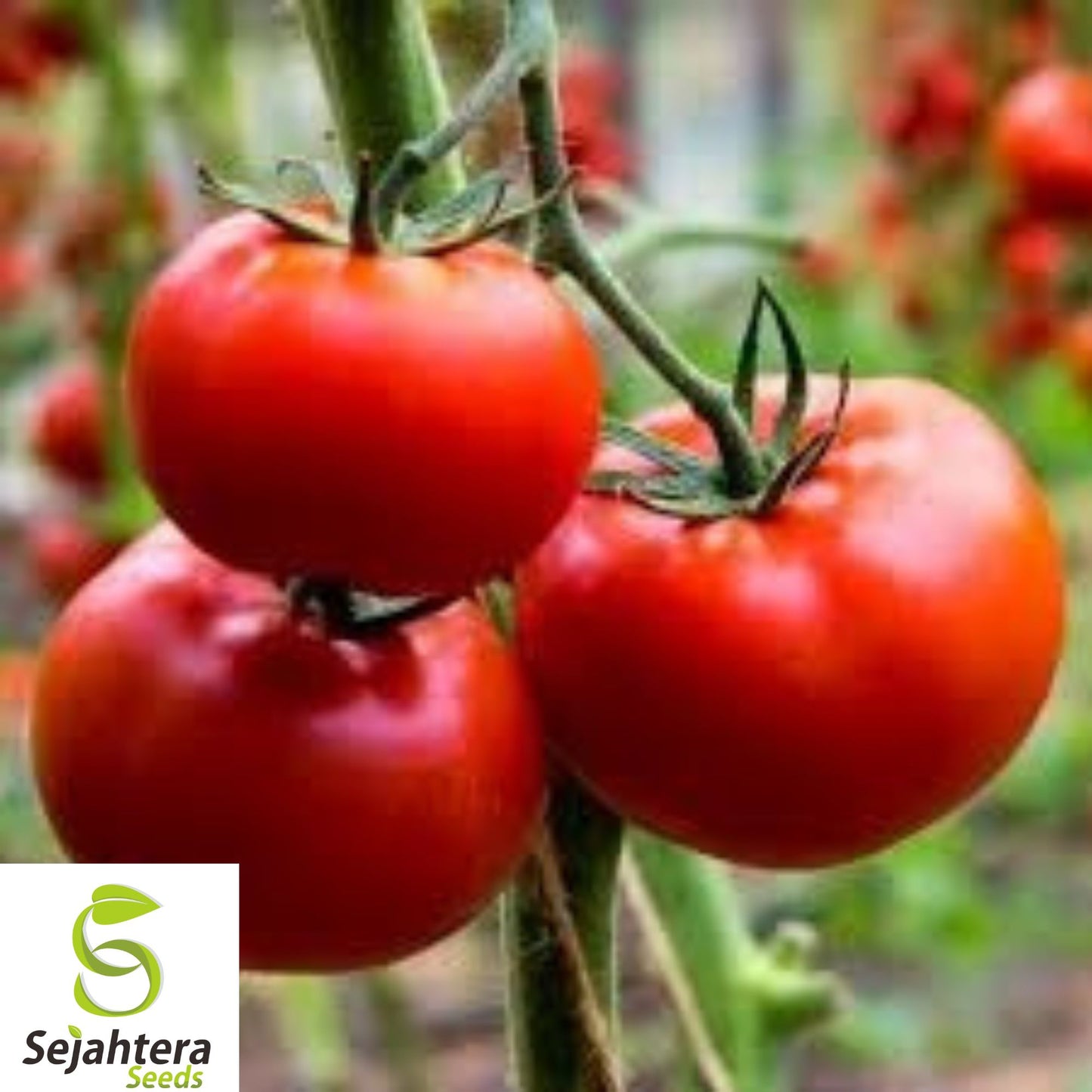 120+ Ace 55 Tomato Seeds - Heirloom, Non-GMO, Low-Acid, High-Yield & Fresh