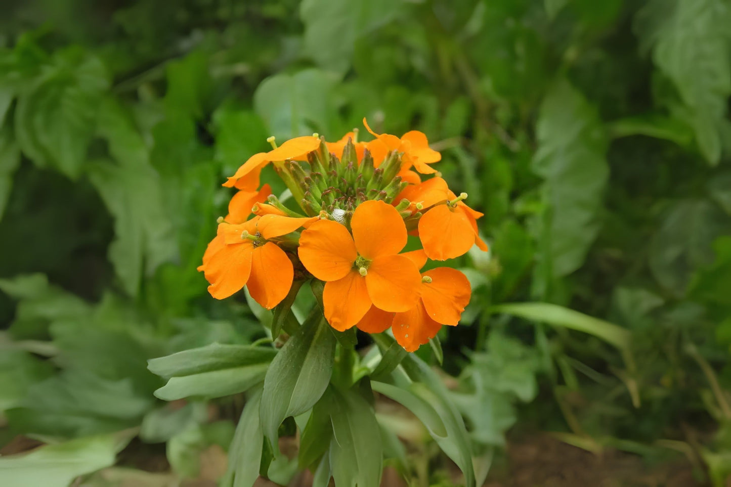 Siberian Wallflower (Erysimum marshallii)