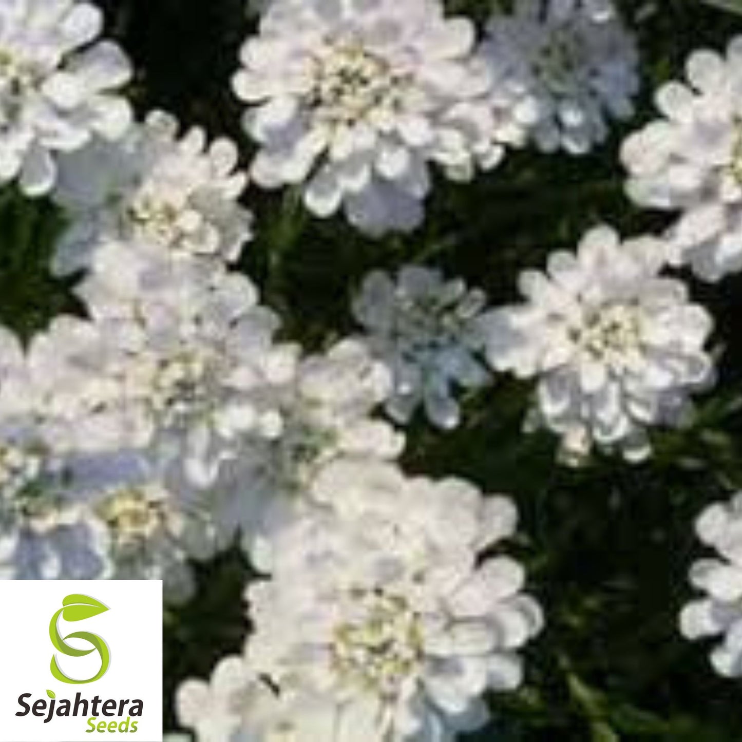 Empress White Candytuft Seeds {Iberis Amara} 250+ Medicinal Plant Seeds
