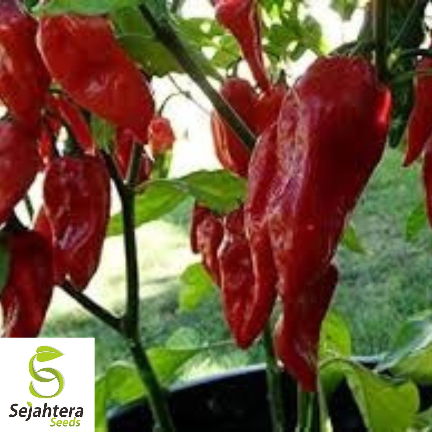 Ghost Pepper Seeds {Bhut Jolokia} 50+ Seeds | 1 Million+ Scoville Heat