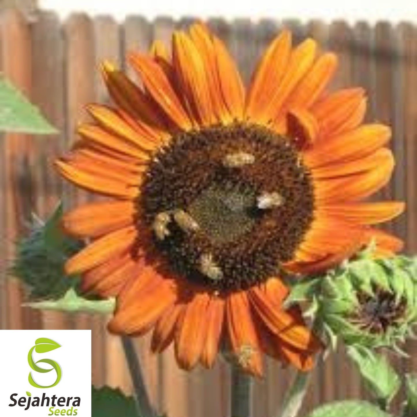 Earthwalker Sunflower Seeds - 50+ Heirloom, Colorful Blooms, Rare & Hardy