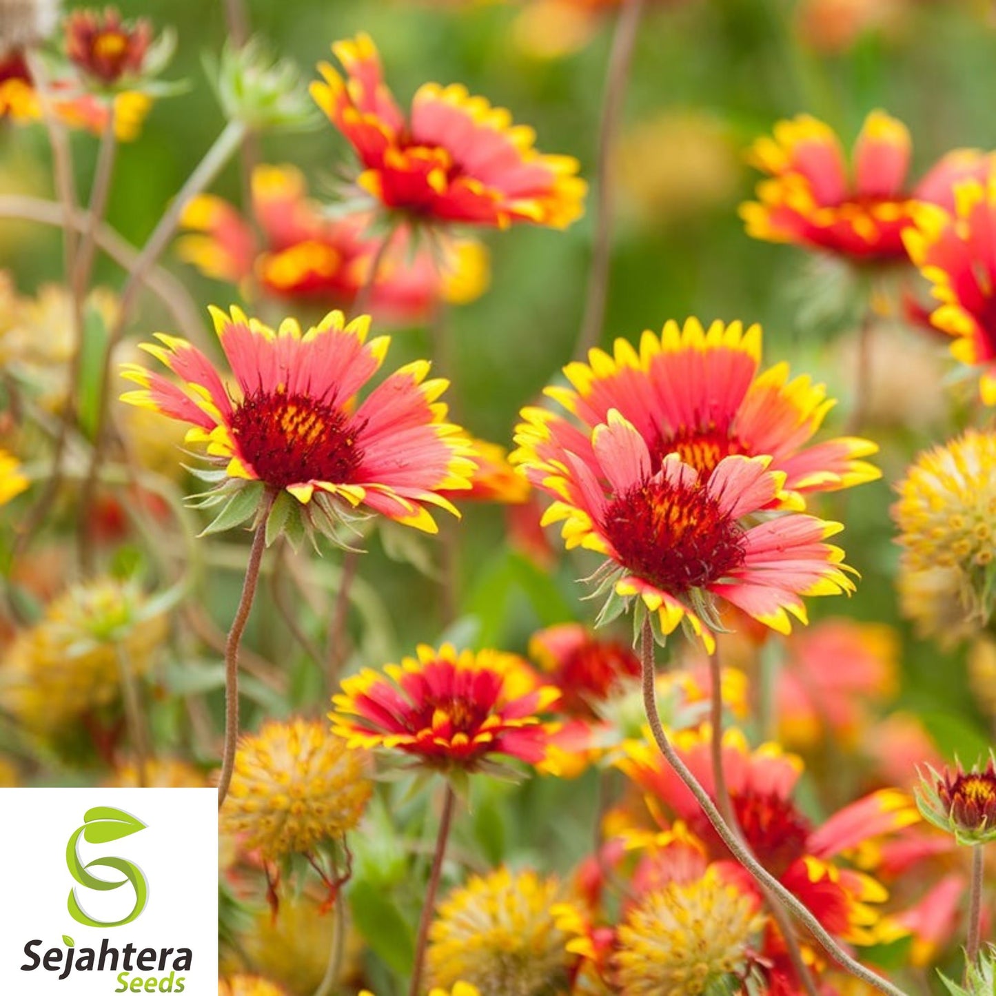 400+ Indian Blanket Flower Seeds - Perennial, Wildflower, Attracts Butterflies