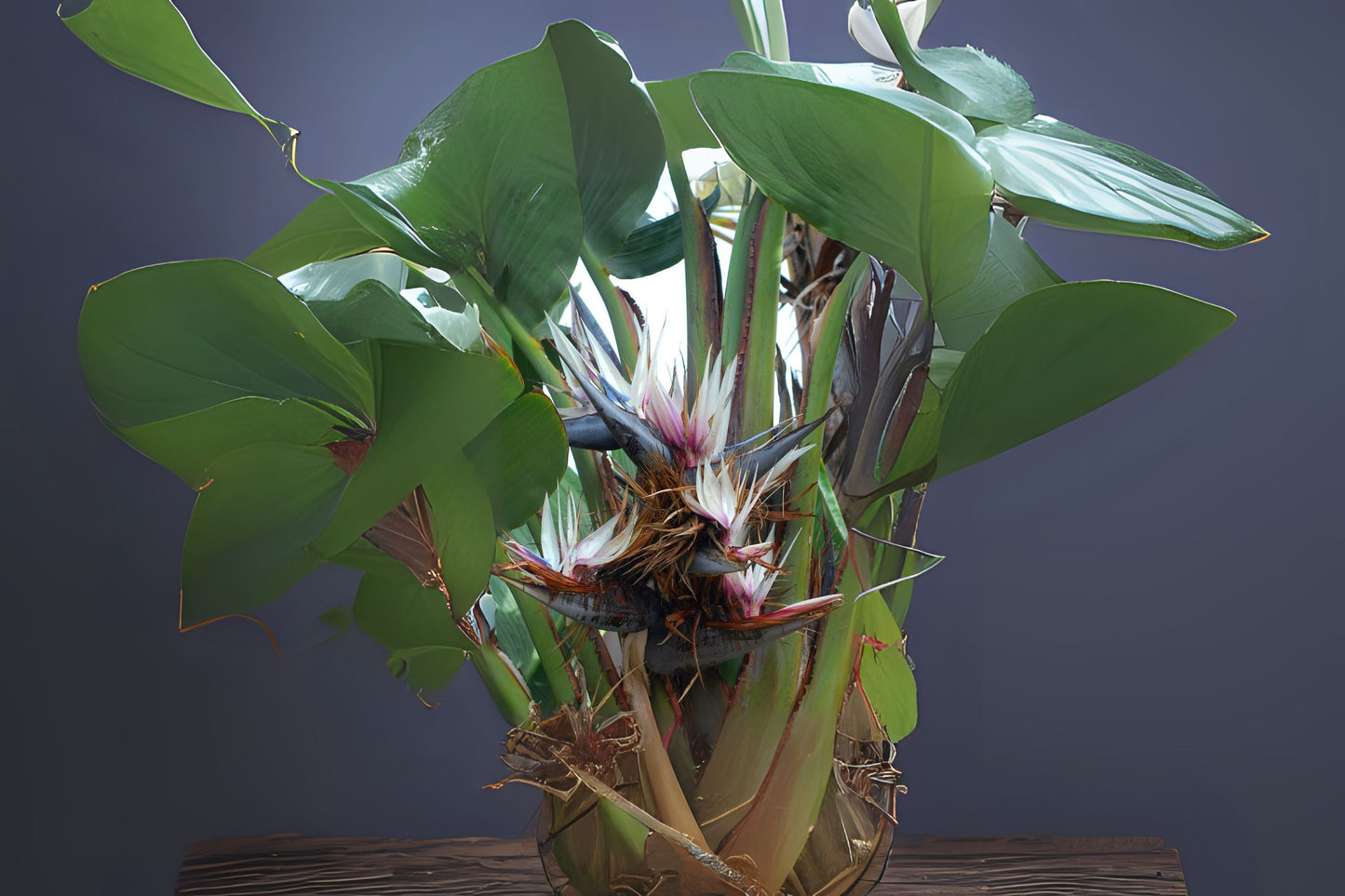 White Bird of Paradise Plant – Live Indoor Tropical Houseplant – Large Leaf Strelitzia reginae – Exotic Home Decor