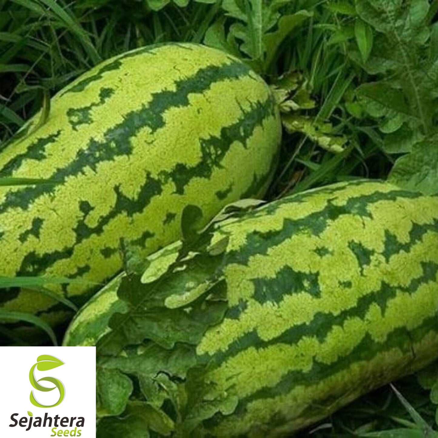 24+ Florida Giant Watermelon Seeds - Heirloom, Organic, Non-GMO, Rare & Huge Variety