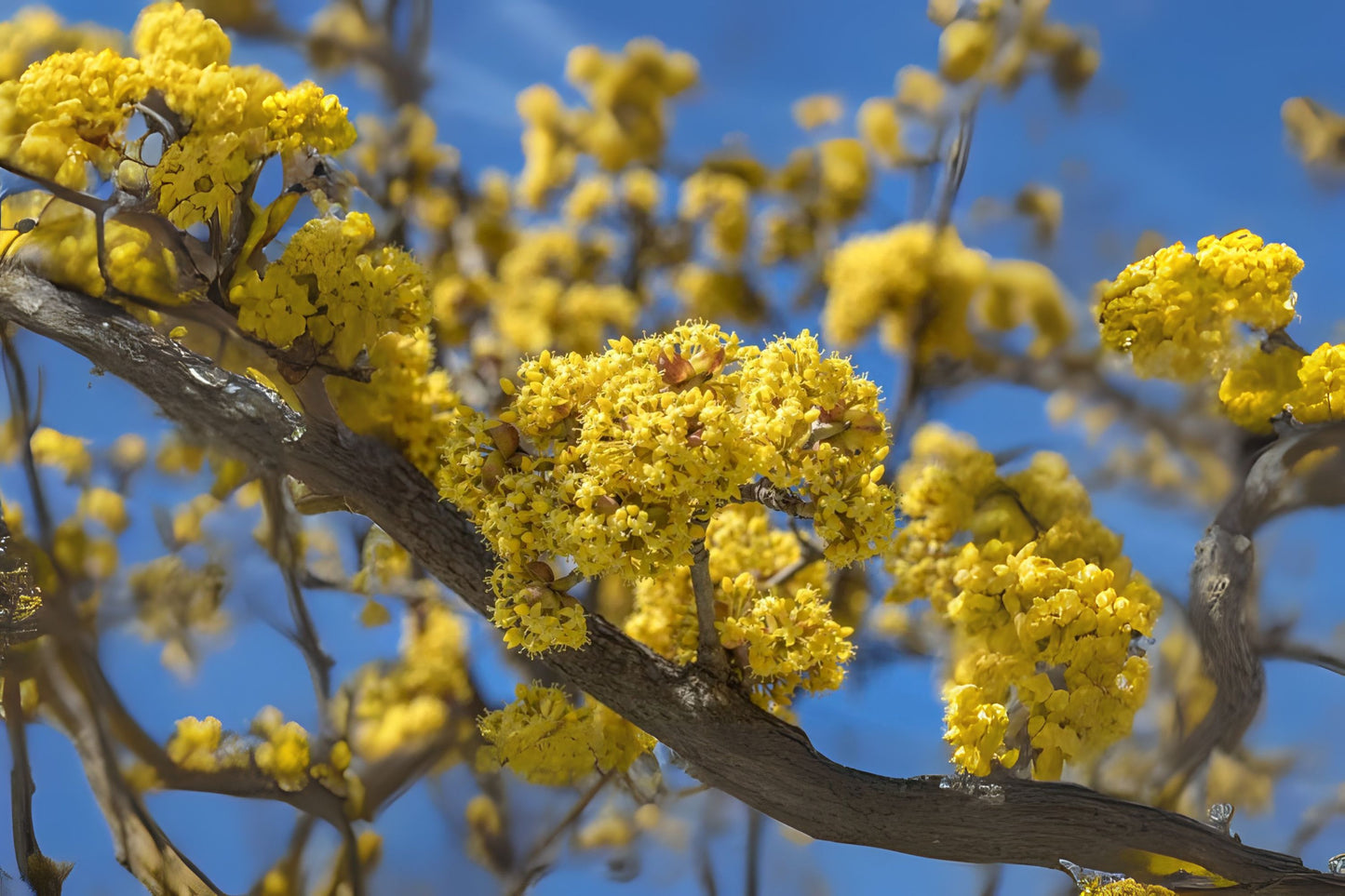 Asiatic Japanese Cornel Dogwood (Cornus officinalis)