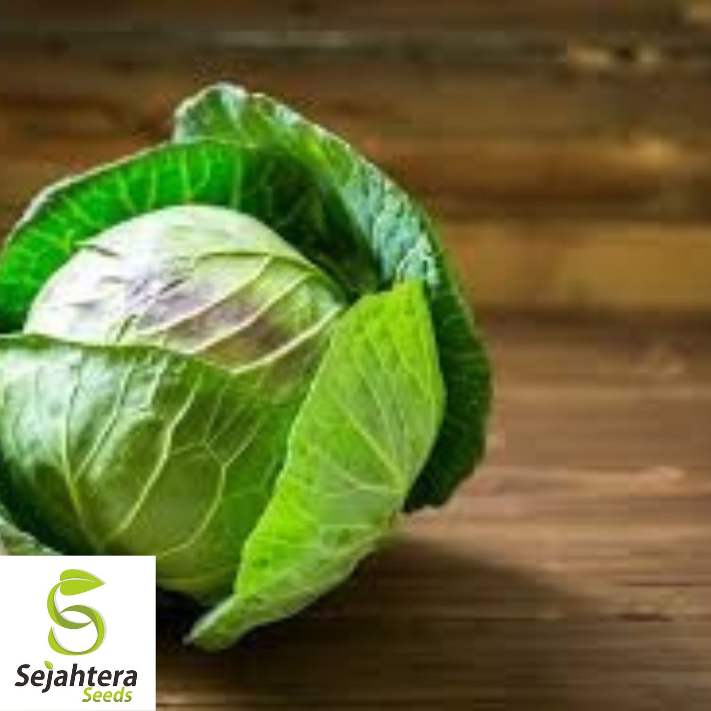 Late Flat Dutch Cabbage Seeds - 500+ Heirloom, Non-GMO, Large & Crisp
