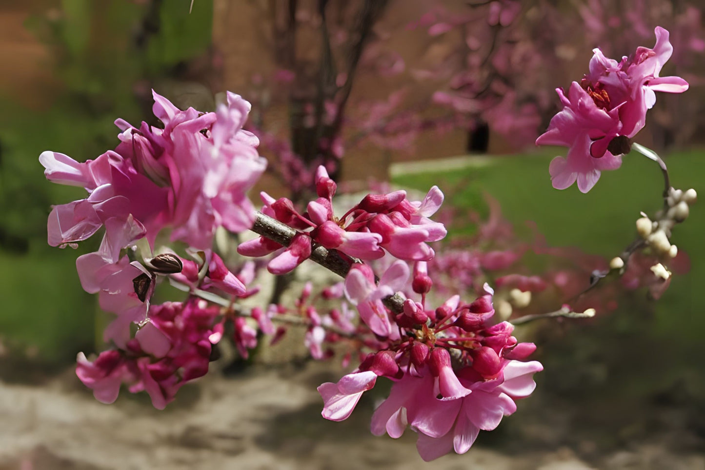 Eastern Redbud Redbud (Cercis canadensis Northern Zone 4)