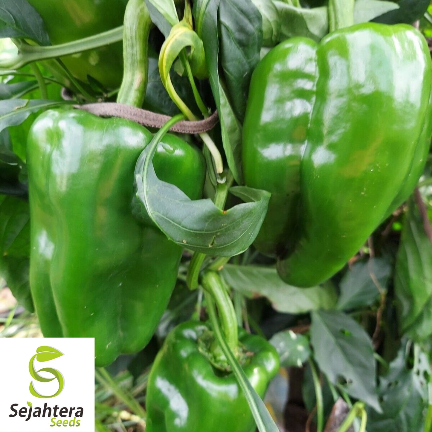 Big Bertha Sweet Pepper Seeds - 25+ Heirloom - Non-GMO, Organic & Huge